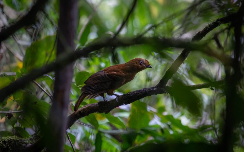 0-ACP-Carpish-gallito