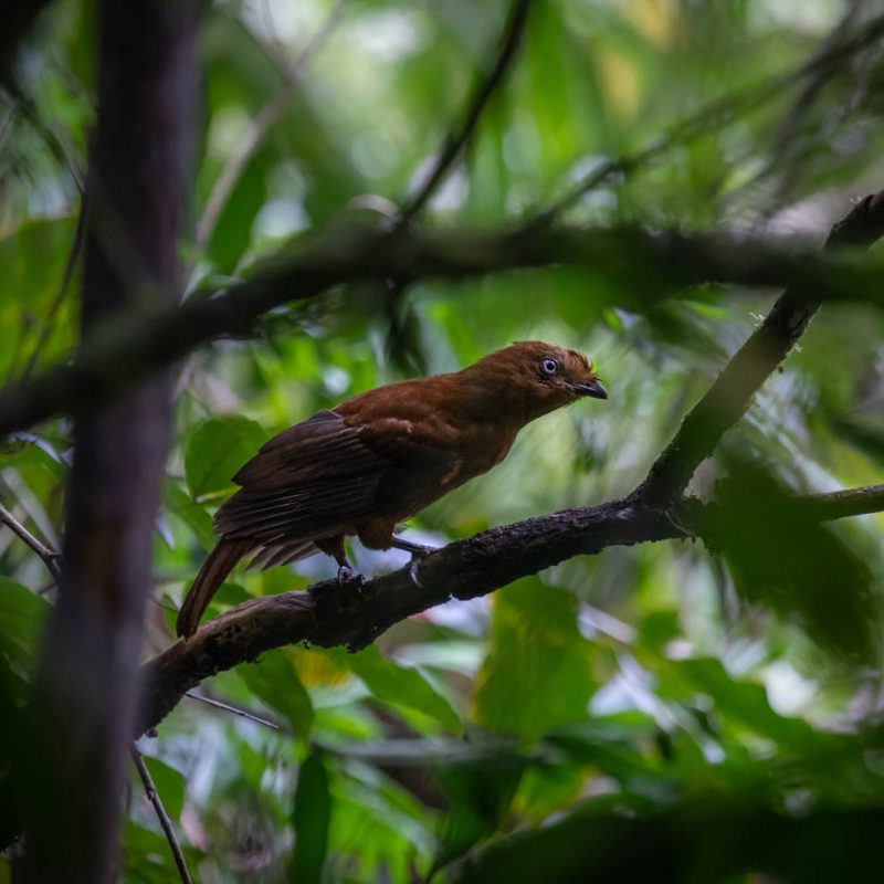 0-ACP-Carpish-gallito