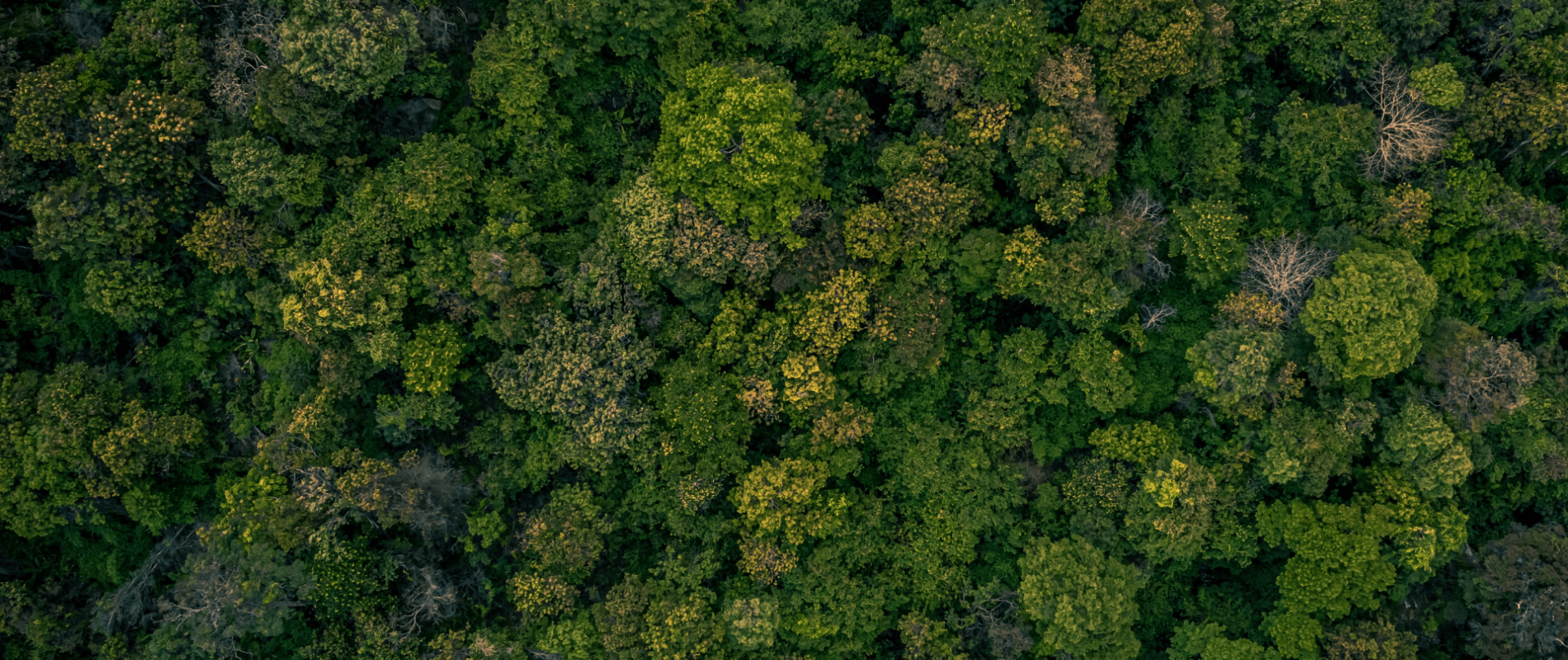 Diseno-sin-titulo-29-1